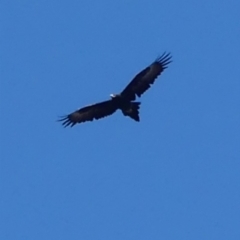 Aquila audax (Wedge-tailed Eagle) at Mount Ainslie - 6 May 2018 by WalterEgo