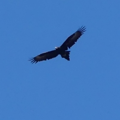 Aquila audax (Wedge-tailed Eagle) at Mount Ainslie - 6 May 2018 by WalterEgo
