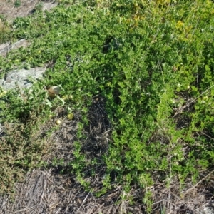 Cucumis myriocarpus at Gungahlin, ACT - 2 Apr 2018 01:59 PM