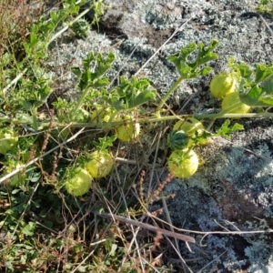 Cucumis myriocarpus at Gungahlin, ACT - 2 Apr 2018 01:59 PM