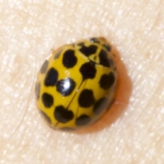 Harmonia conformis (Common Spotted Ladybird) at Mount Ainslie - 6 May 2018 by jb2602