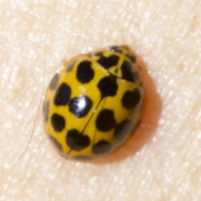 Harmonia conformis (Common Spotted Ladybird) at Majura, ACT - 6 May 2018 by jb2602