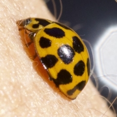 Harmonia conformis at Majura, ACT - 6 May 2018