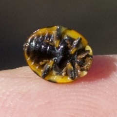 Harmonia conformis at Majura, ACT - 6 May 2018