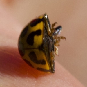 Harmonia conformis at Majura, ACT - 6 May 2018