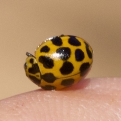 Harmonia conformis at Majura, ACT - 6 May 2018