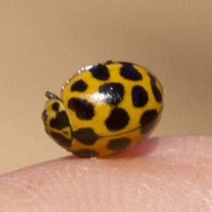 Harmonia conformis at Majura, ACT - 6 May 2018