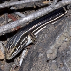 Ctenotus taeniolatus (Copper-tailed Skink) at Mount Majura - 6 May 2018 by jb2602