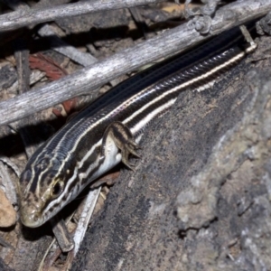 Ctenotus taeniolatus at Canberra Central, ACT - 6 May 2018