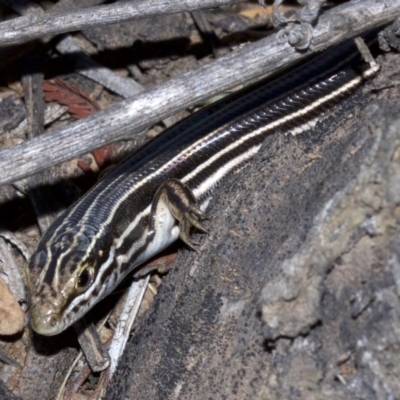 Ctenotus taeniolatus (Copper-tailed Skink) at Mount Majura - 6 May 2018 by jb2602