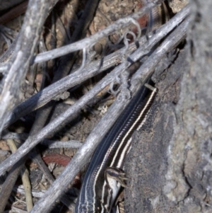 Ctenotus taeniolatus at Canberra Central, ACT - 6 May 2018