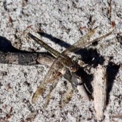 Orthetrum caledonicum (Blue Skimmer) at Tura Beach, NSW - 1 May 2018 by RossMannell