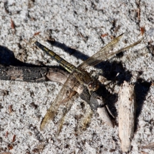 Orthetrum caledonicum at Tura Beach, NSW - 1 May 2018 12:25 PM