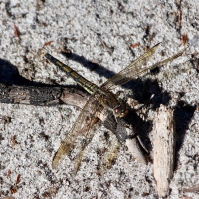 Orthetrum caledonicum (Blue Skimmer) at Tura Beach, NSW - 1 May 2018 by RossMannell