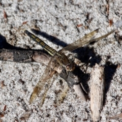 Orthetrum caledonicum at Tura Beach, NSW - 1 May 2018