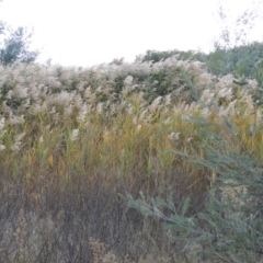 Phragmites australis (Common Reed) at Paddys River, ACT - 9 Apr 2018 by michaelb