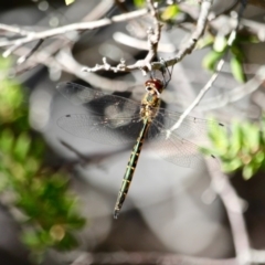 Hemicordulia australiae at Tura Beach, NSW - 1 May 2018