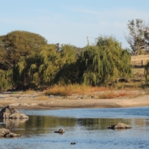 Salix babylonica at Paddys River, ACT - 9 Apr 2018