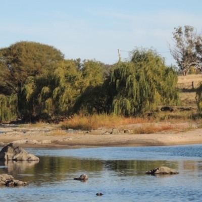 Salix babylonica (Weeping Willow) at Paddys River, ACT - 9 Apr 2018 by michaelb