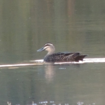 Anas superciliosa (Pacific Black Duck) at Point Hut to Tharwa - 9 Apr 2018 by michaelb