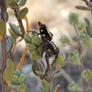 Sandalodes scopifer at Dunlop, ACT - 6 May 2018