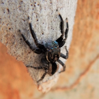 Jotus auripes (Jumping spider) at Belconnen, ACT - 6 May 2018 by CathB
