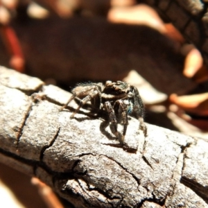 Jotus auripes at Belconnen, ACT - 6 May 2018 02:12 PM