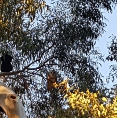 Tyto alba (Barn Owl) at Kambah, ACT - 5 May 2018 by Dennis89