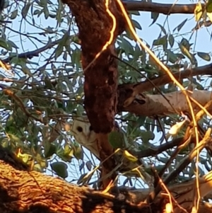 Tyto alba at Kambah, ACT - 5 May 2018
