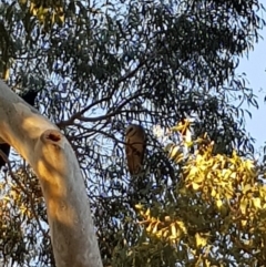 Tyto alba at Kambah, ACT - 5 May 2018