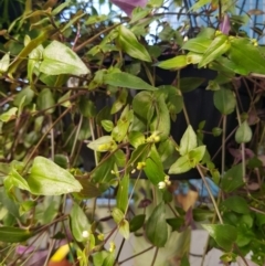 Gibasis geniculata (Tahitian Bridal Veil) at Belconnen, ACT - 5 May 2018 by HarleyB