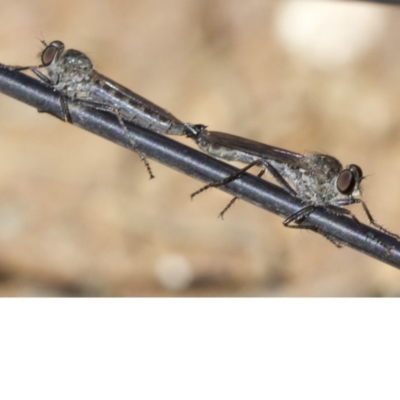 Cerdistus sp. (genus) (Slender Robber Fly) at Hackett, ACT - 6 May 2018 by jb2602