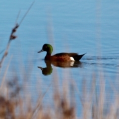 Anas castanea (Chestnut Teal) at Mirador, NSW - 1 May 2018 by RossMannell