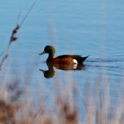 Anas castanea (Chestnut Teal) at Mirador, NSW - 1 May 2018 by RossMannell