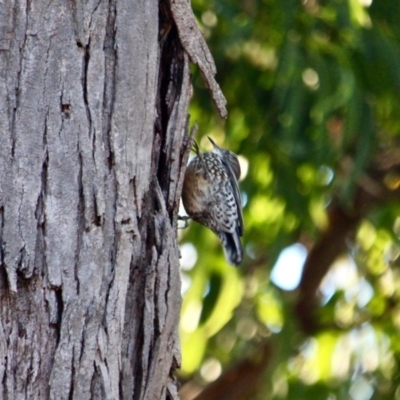 Cormobates leucophaea (White-throated Treecreeper) at Mirador, NSW - 30 Apr 2018 by RossMannell