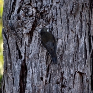 Cormobates leucophaea at Mirador, NSW - 1 May 2018 09:16 AM