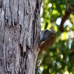 Cormobates leucophaea at Mirador, NSW - 1 May 2018