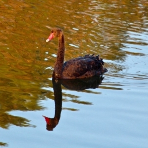 Cygnus atratus at Merimbula, NSW - 1 May 2018 08:08 AM