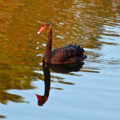 Cygnus atratus (Black Swan) at Merimbula, NSW - 1 May 2018 by RossMannell