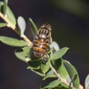 Eristalinus sp. (genus) at Guerilla Bay, NSW - 24 Apr 2018