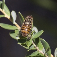 Eristalinus sp. (genus) (A Hover Fly) at Guerilla Bay, NSW - 24 Apr 2018 by jbromilow50