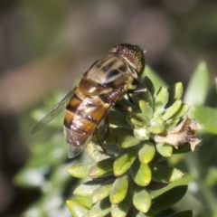 Eristalinus sp. (genus) at Guerilla Bay, NSW - 24 Apr 2018