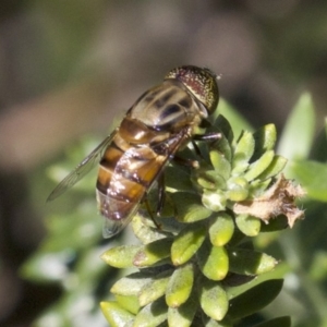 Eristalinus (genus) at Guerilla Bay, NSW - 24 Apr 2018 01:06 PM