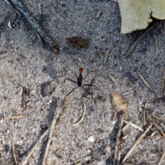 Leptomyrmex erythrocephalus at Mirador, NSW - 1 May 2018