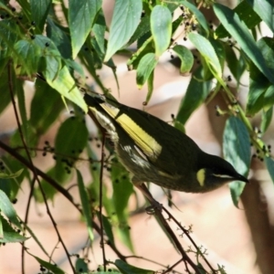 Meliphaga lewinii at Merimbula, NSW - 1 May 2018 01:16 PM