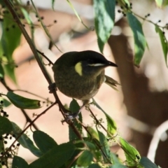 Meliphaga lewinii at Merimbula, NSW - 1 May 2018