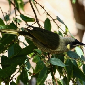 Meliphaga lewinii at Merimbula, NSW - 1 May 2018