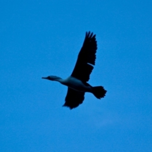 Phalacrocorax varius at Merimbula, NSW - 1 May 2018