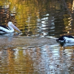 Pelecanus conspicillatus at Merimbula, NSW - 1 May 2018 08:08 AM