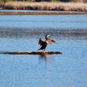 Phalacrocorax carbo at Mirador, NSW - 1 May 2018 10:33 AM